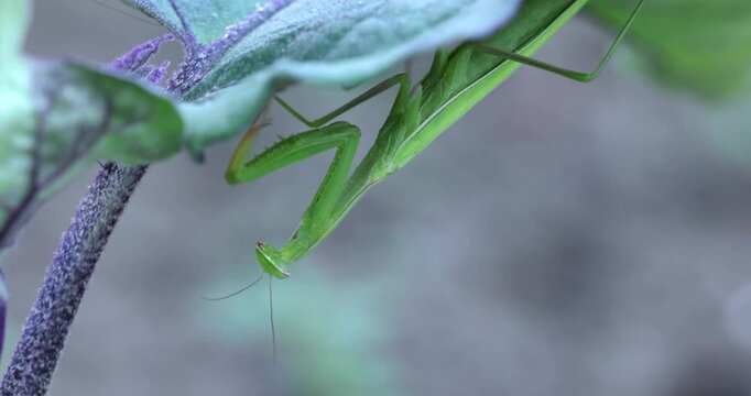 Green praying mantis hanging upside down on a leaf