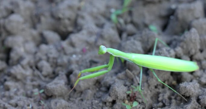 Green praying mantis walking on the ground