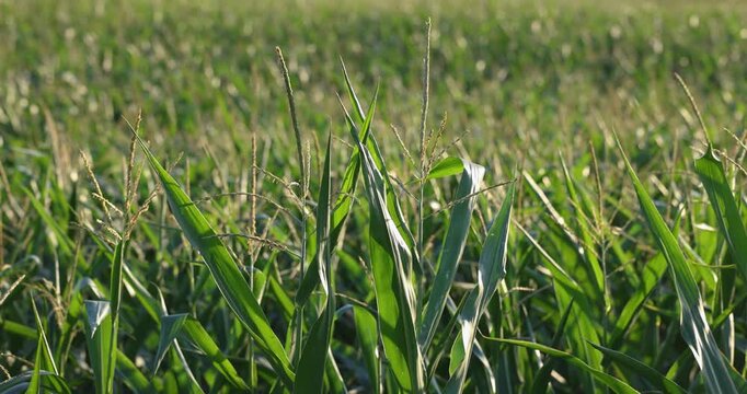 Green cornfield plants swaying in the wind