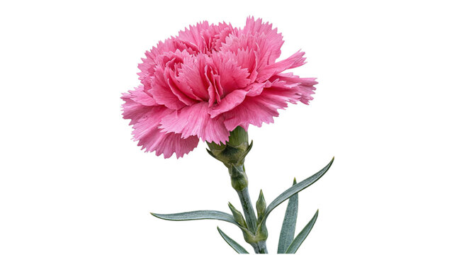 A vibrant pink carnation flower with lush petals on transparent background
