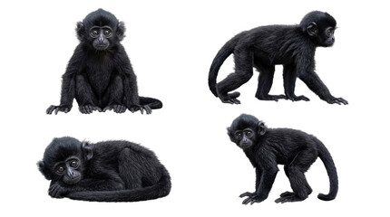 Adorable baby black monkeys in diverse, natural poses, isolated on a clean transparent background. © Jamie
