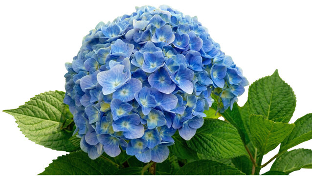 A vibrant blue hydrangea blossom with green leaves on transparent background