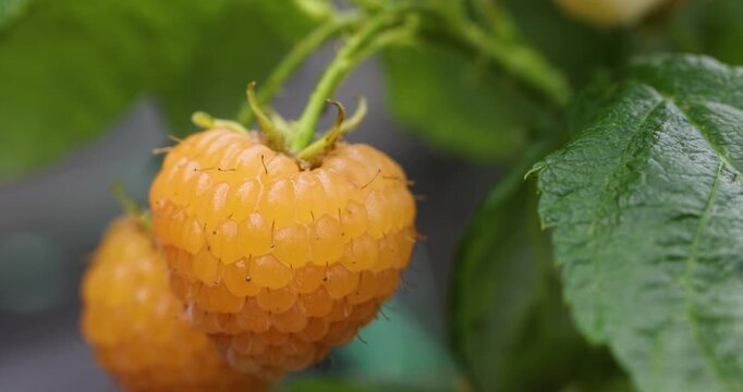 Yellow raspberry fruit ripening on a bush