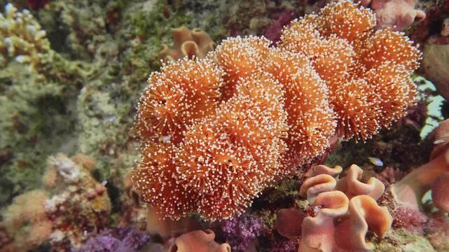 A close up shot reveals a thriving colony of vibrant orange jewel anemones Corynactis californica or similar species with their distinctive white tipped tentacles, gently swaying in the clear ocean cu