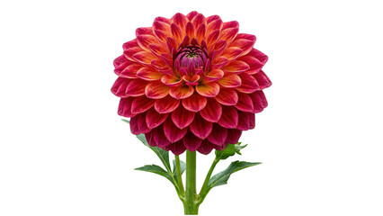 A vibrant red and orange dahlia flower isolated on transparent background © ATIQULISLAM