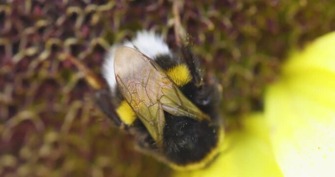 Bumblebee collecting pollen from a sunflower in macro