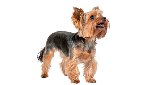 Yorkshire terrier stands and looks happy  isolated on transparent background cut out