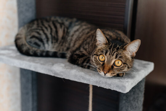 young cute tabby cat sitting on cat house in apartment, need to climb and sharpen claws, physical activity