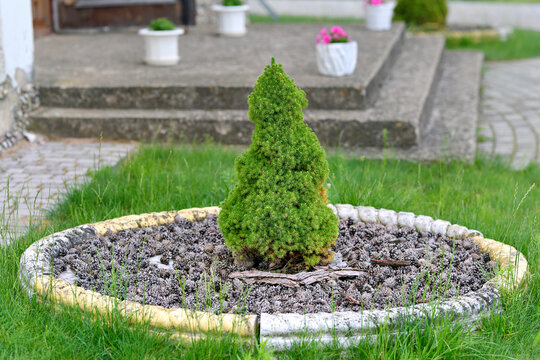 Small green miniature evergreen tree planted in circular garden bed filled with pine cones as decorative mulch in beautifully landscaped backyard area with stairs. Garden decoration