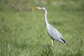 Obraz premium Grey heron standing alert in green meadow – wildlife bird with copy space