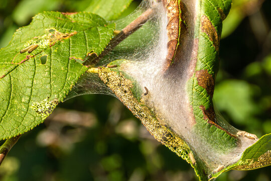 Fruit tree leaves with silk webbing and caterpillar larvae showing severe skeletonization damage agricultural pest infestation