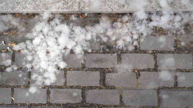 Beijing poplar and willow fluff flying in the air, close-up of gray paving brick texture