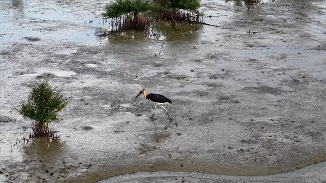 Lesser adjutant (Leptoptilos javanicus) walking across a muddy tidal flat near mangrove vegetation.
