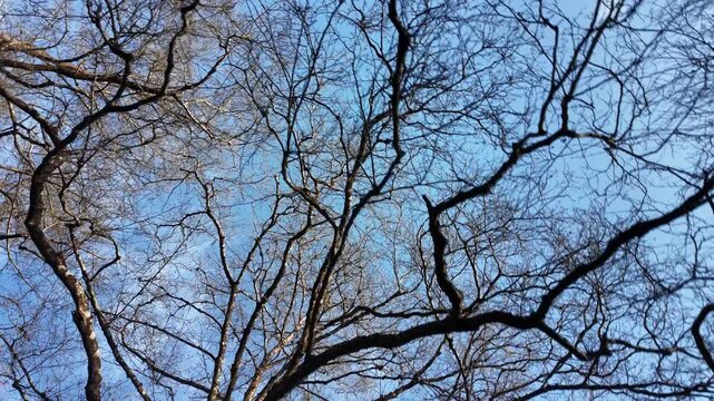 Abstract tree branches pattern against sky winter forest organic structure