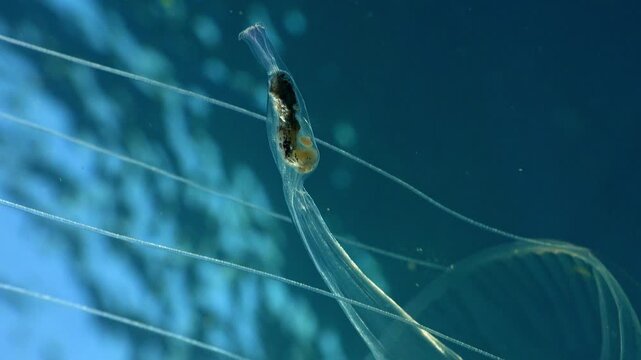 Close-up of a jellyfish manubrium pulling back to reveal its transparent bell and tentacles