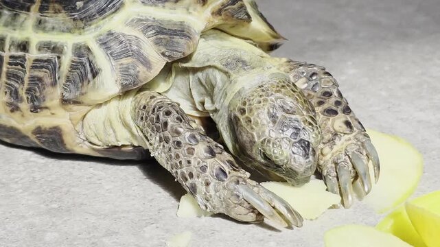 A land tortoise eats a slice of apple while lying on a light-colored floor next to a yellow bowl. Natural light highlights the texture of the tortoise&rsquo;s shell and its legs. The scene captures a moment