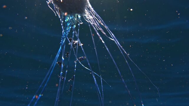 Slowmo of a Physalia physalis tentacles with symbiotic fish and floating radiolarians under direct sunlight