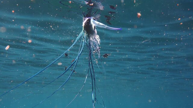 General view of a Physalia physalis with extended tentacles and symbiotic fish in Atlantic waters