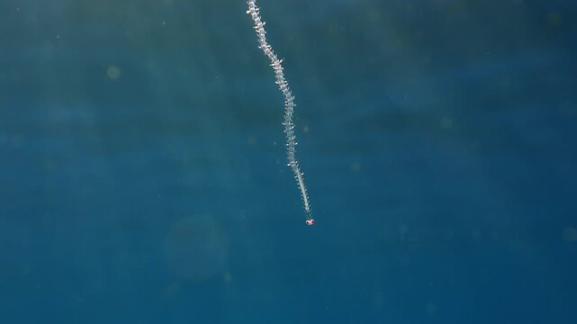 Transparent glass worm swimming in the Atlantic macroplankton.