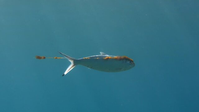Wild sea fish dragging abandoned nylon line and plastic waste. Ghost fishing.