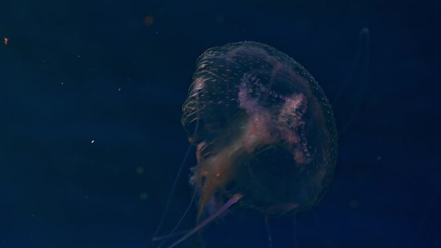 Mauve stinger jellyfish. Sun rays refracting through its transparent body