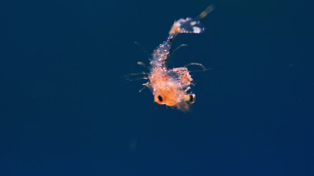 Tiny crab larva drifting in sunlight within the Atlantic zooplankton