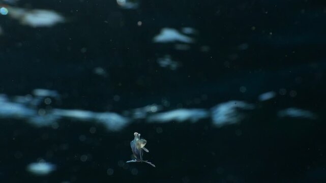 Deep sea bluefin driftfish fry drifting in the Atlantic macroplankton