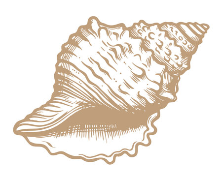 Vector vintage illustration of sea shell in engraving style. Retro illustration of seashell.