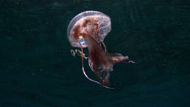 Sunbeams illuminating a Pelagia noctiluca medusa and small fish in subtropical waters.