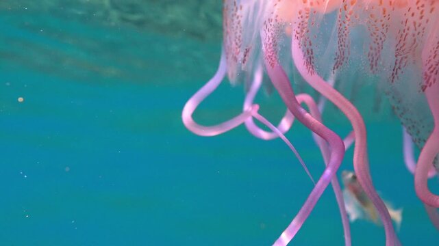 Pink venomous filaments of a jellyfish drifting in the Atlantic Ocean