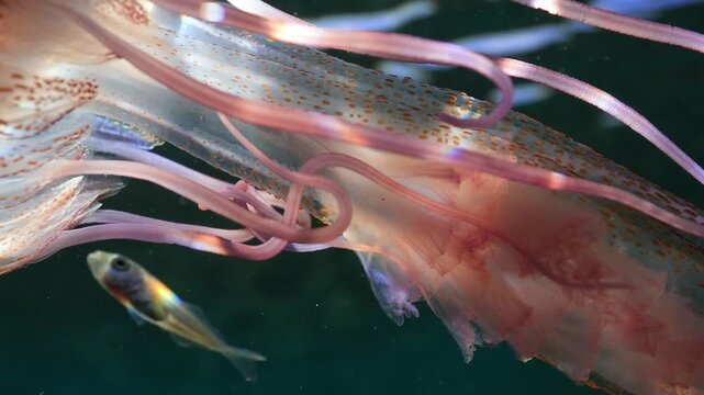 Glowing purple jellyfish drifting with small jacks in the Atlantic sunlight.