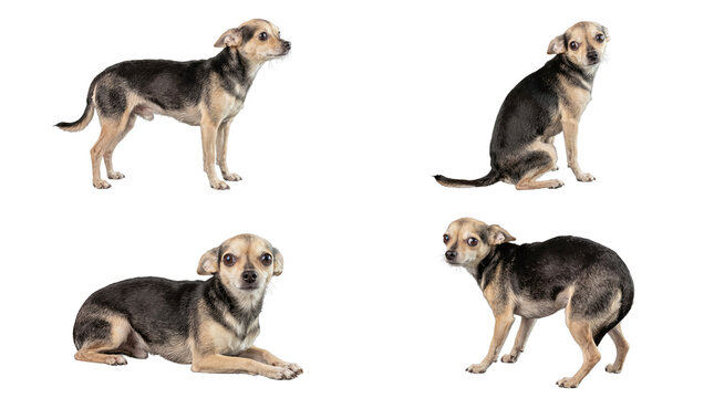 Small mixed breed dog showing signs of fear and anxiety in multiple poses, isolated on a transparent background.