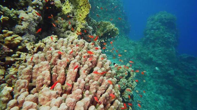 This footage captures a school of vibrant orange Anthias fish gracefully swimming amidst intricate hard and soft corals in crystal clear blue ocean water.