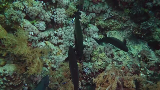 Underwater footage captures the dynamic marine life of a coral reef, featuring colorful blue tang fish swimming amidst intricate coral formations and a camouflaged moray eel peeking from its hiding sp