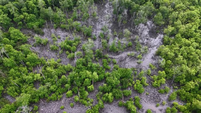 Aerial footage of mangrove forest showing areas of bare and standing dead trees over tidal mud.