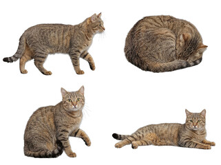 Versatile tabby cat in various natural poses, isolated on a transparent background for diverse design applications. © Philip