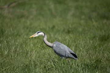 Fototapeta premium Grey heron walking through green grass – wildlife bird in natural habitat
