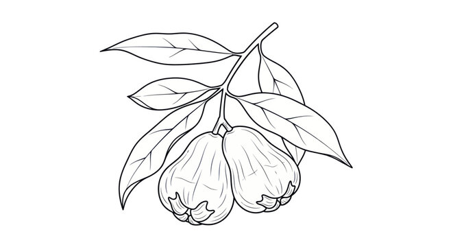 Black and white line art illustration of Java apples on a branch with leaves.