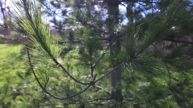 Pine Needle Tree Branch during Spring.