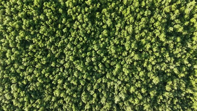 Aerial drone view of dense green forest canopy from above