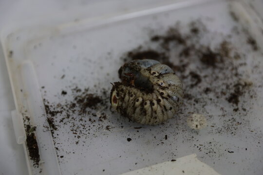 A large beetle larva curls in a plastic container.