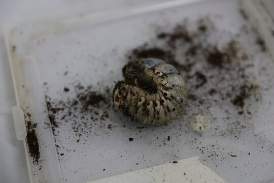 A large beetle larva curls in a plastic container.