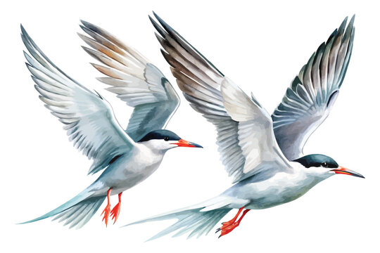 Watercolor Tern Bird Illustration, Coastal Bird Clipart isolated on white background