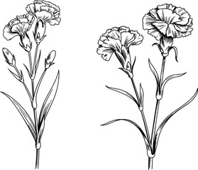 Carnation flowers sketch set, hand drawn botanical floral elements, vintage engraving vector illustration collection © Al
