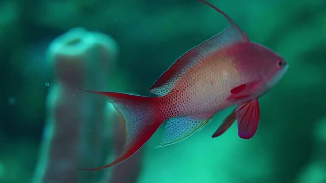 Underwater footage captures a male Sea Goldie, also known as Scalefin Anthias or Lyretail Anthias Pseudanthias squamipinnis, gracefully swimming amidst the colorful coral reef environment.