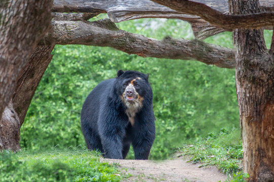 Spectacled bear standing in green forest under tree branches with curious expression