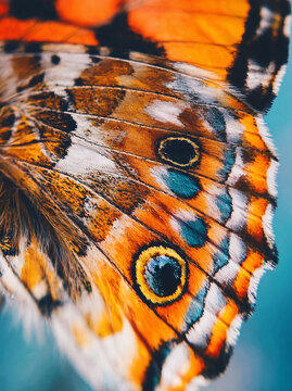 Painted lady butterfly wing macro with orange and blue eye pattern
