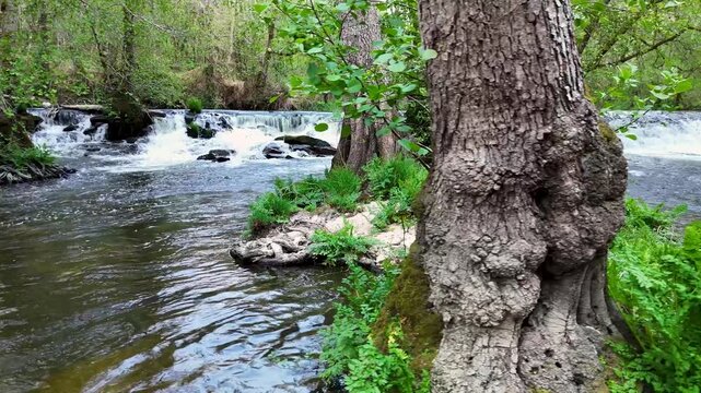 Lush green forest river flowing downstream