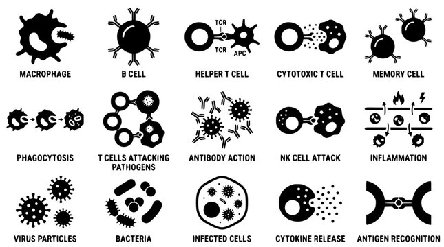 Immune system cells and their functions in the body