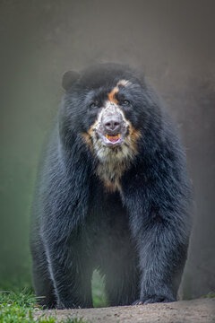 Spectacled bear standing on dirt ridge with open mouth and alert expression